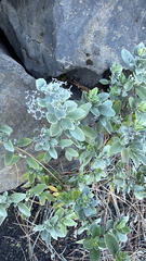 Bystropogon origanifolius, photograph (c) William Stephens, some rights reserved (CC BY)