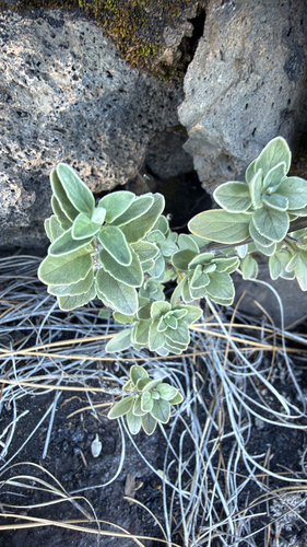 Bystropogon origanifolius, photograph 4