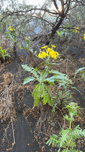 Hermano de Sally (Sonchus hierrensis)