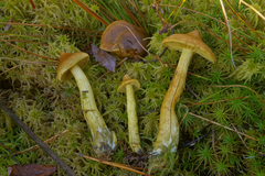 Cortinarius chrysolitus