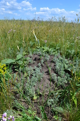 Dianthus lanceolatus