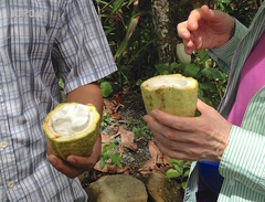 Theobroma cacao