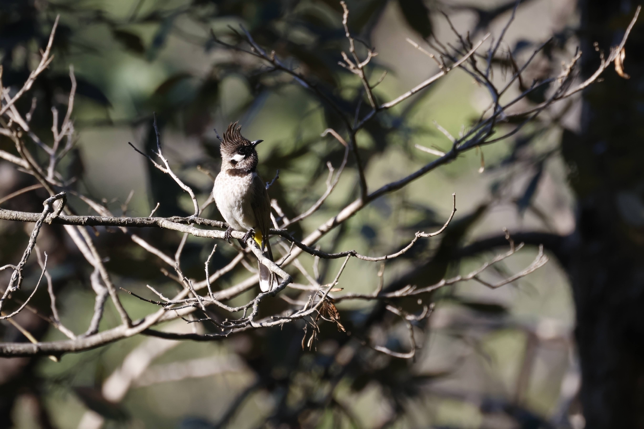 Himalayan Bulbul (Pycnonotus leucogenys), photo 7