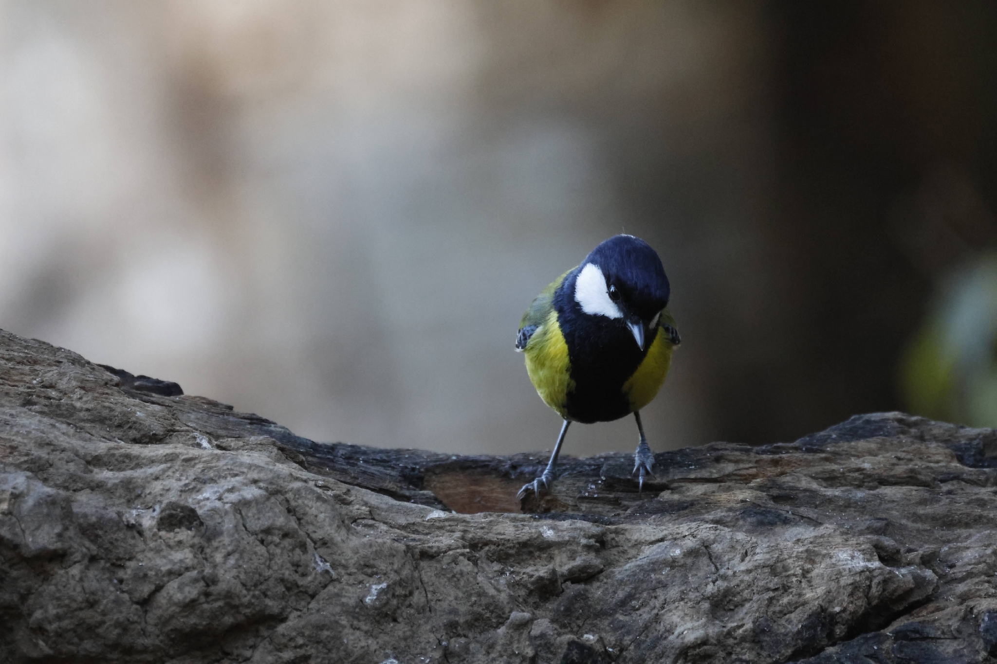 Green-backed Tit (Parus monticolus), photo 4