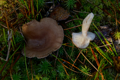 Lactarius mammosus
