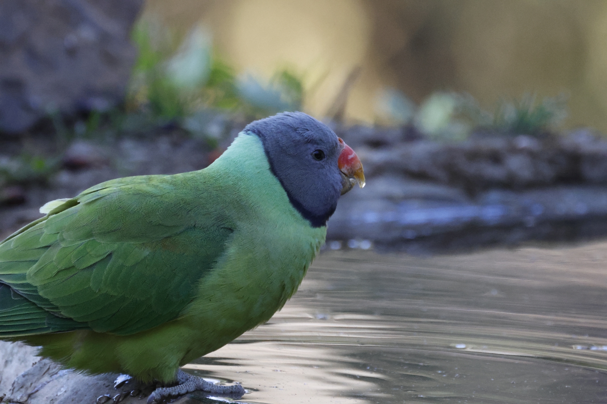 Slaty-headed Parakeet (Psittacula himalayana), photo 2