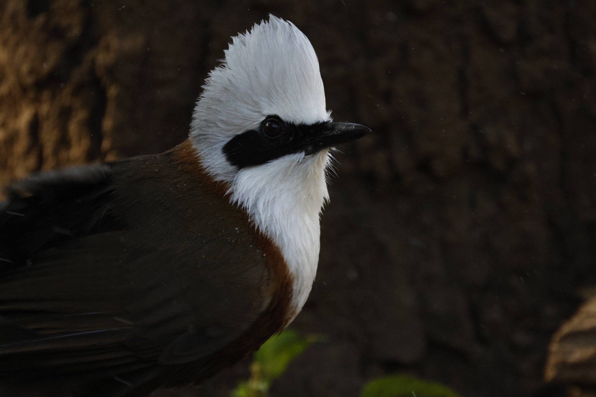 White-crested Laughingthrush (Garrulax leucolophus), photo 6