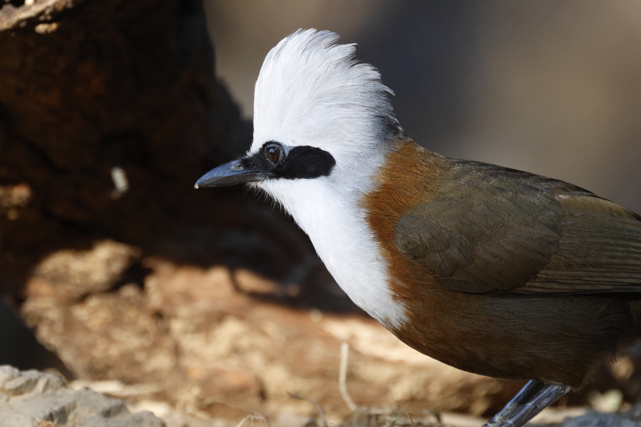White-crested Laughingthrush (Garrulax leucolophus), photo 7