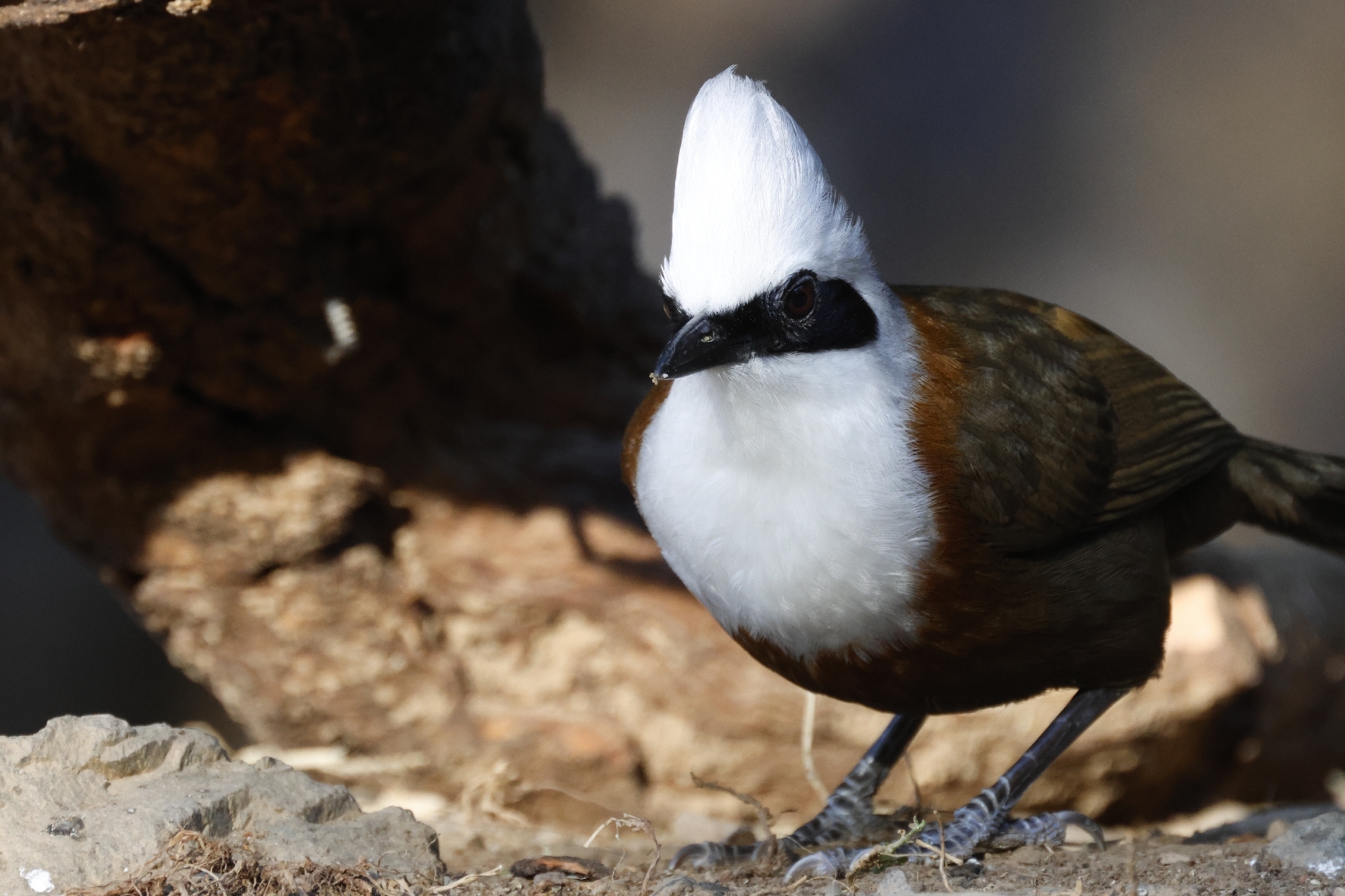 White-crested Laughingthrush (Garrulax leucolophus), photo 8