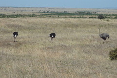 Struthio camelus massaicus