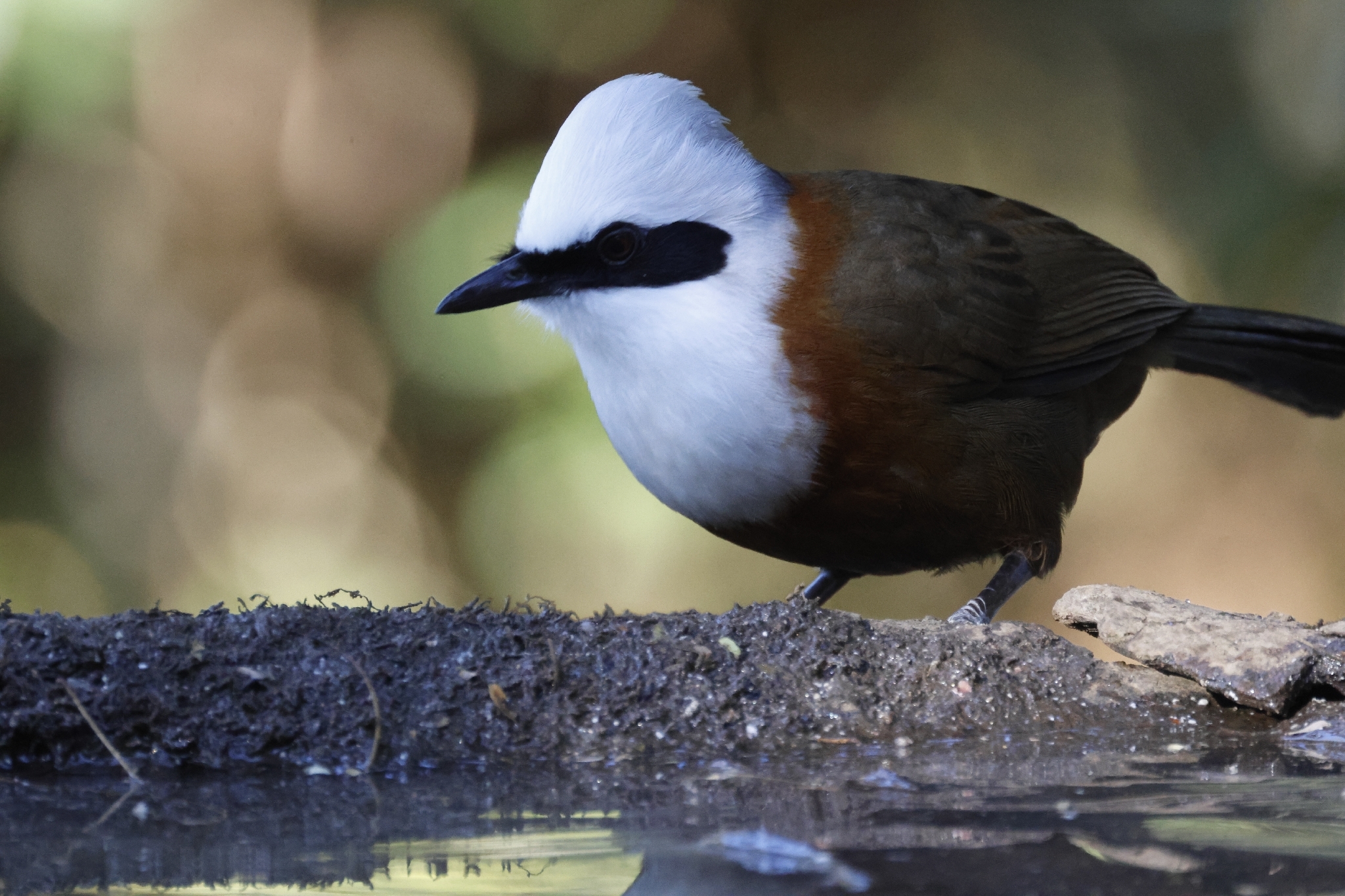 White-crested Laughingthrush (Garrulax leucolophus), photo 9