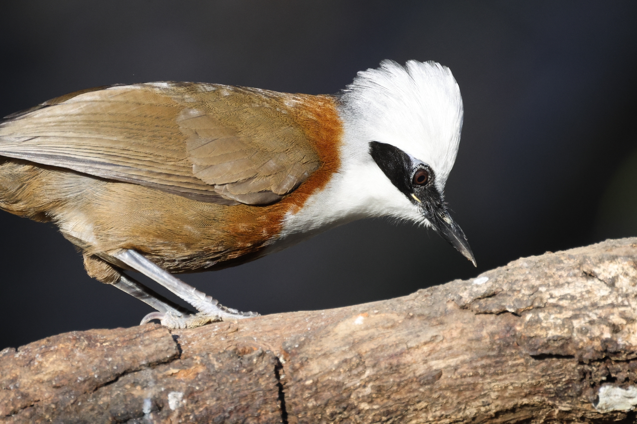 White-crested Laughingthrush (Garrulax leucolophus), photo 10