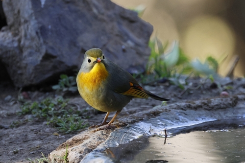 Red-billed Leiothrix (Leiothrix lutea)