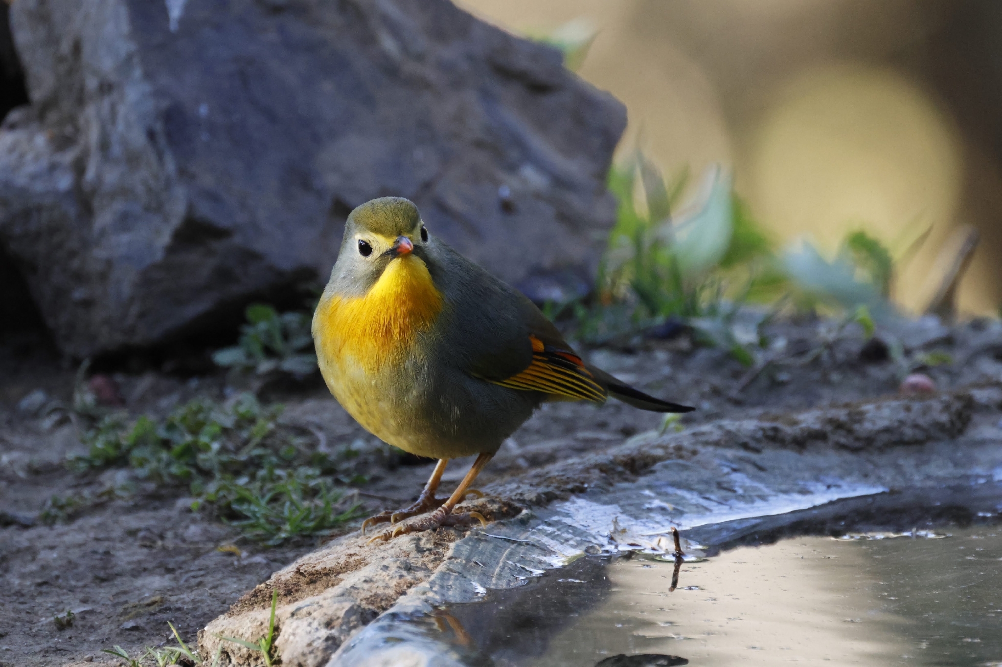 Red-billed Leiothrix (Leiothrix lutea), photo 1