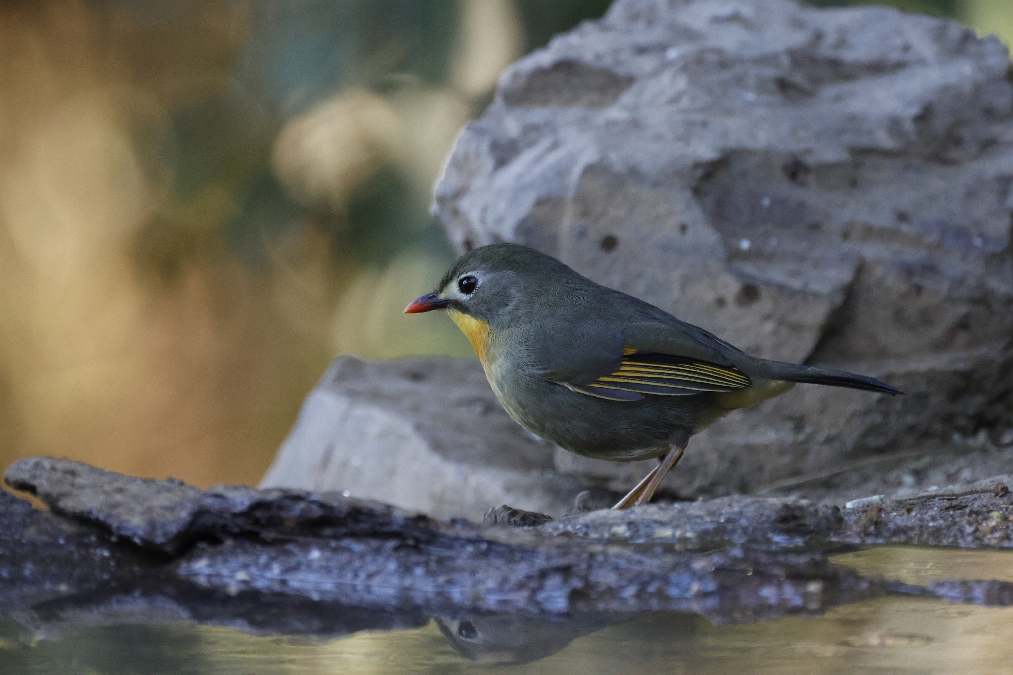 Red-billed Leiothrix (Leiothrix lutea), photo 2