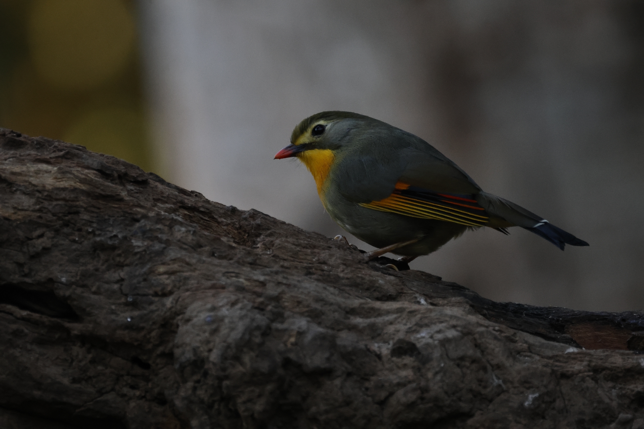 Red-billed Leiothrix (Leiothrix lutea), photo 6