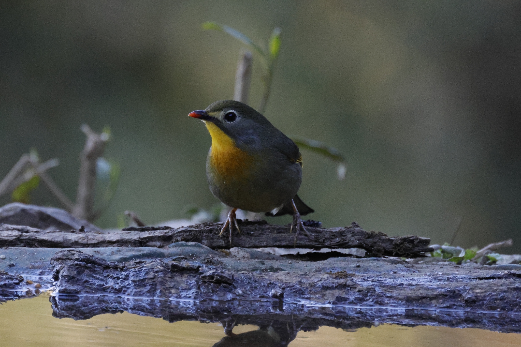 Red-billed Leiothrix (Leiothrix lutea), photo 7