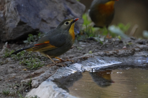 Red-billed Leiothrix (Leiothrix lutea), photo 8