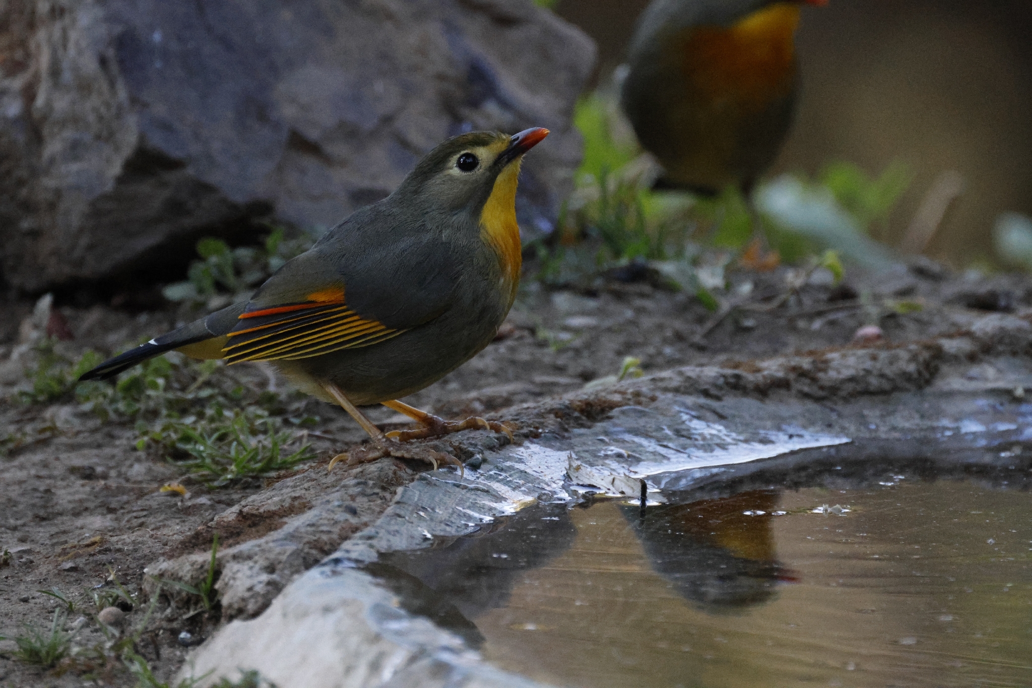 Red-billed Leiothrix (Leiothrix lutea), photo 8