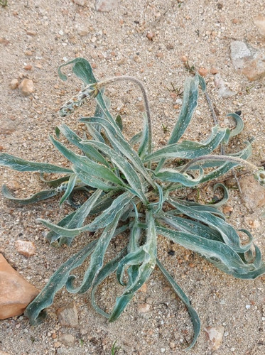 Silvery Plantain
