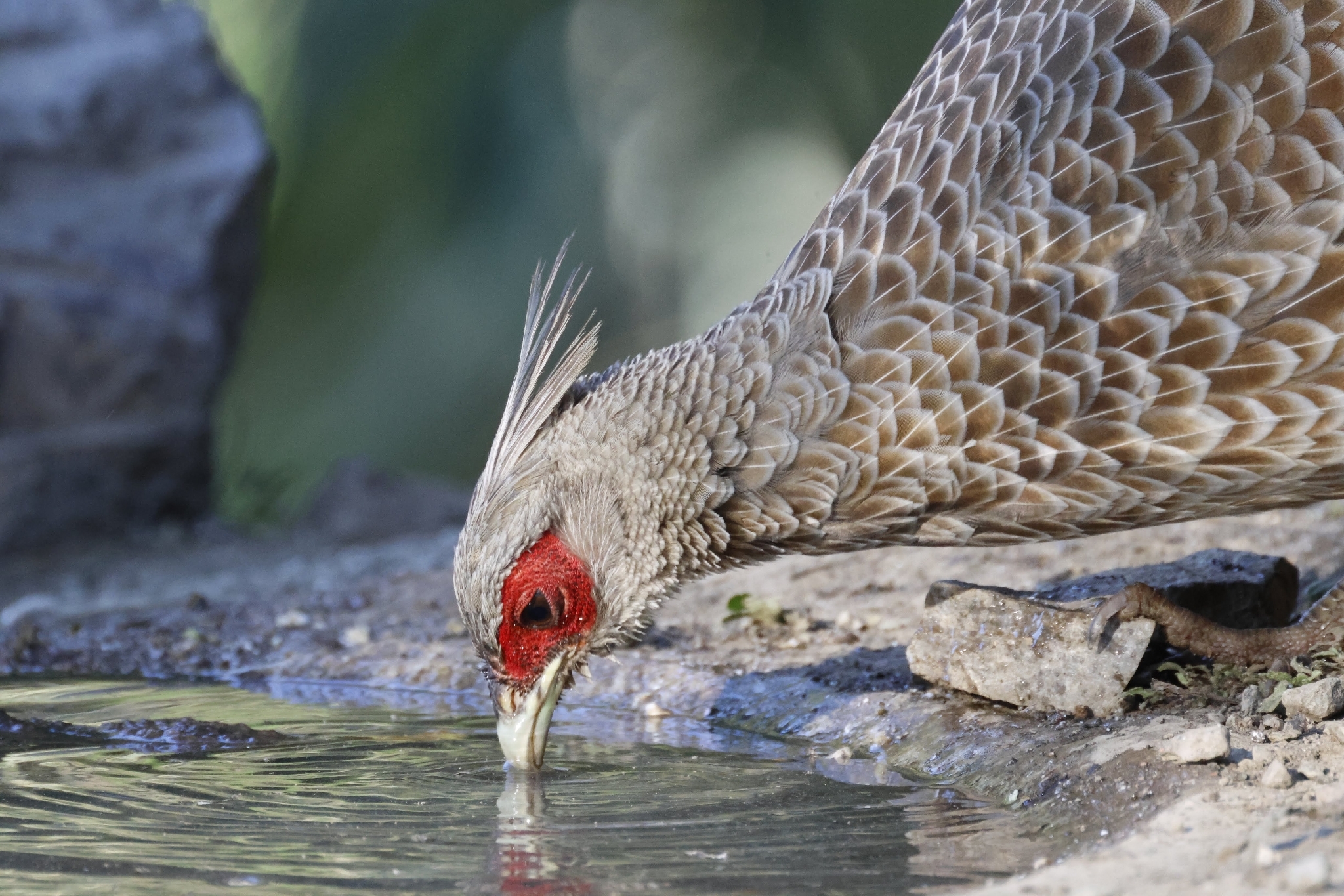 Kalij Pheasant (Lophura leucomelanos), photo 6