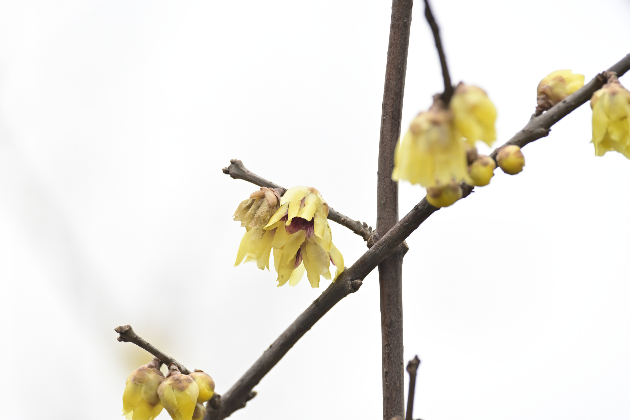 Imagem de flor-de-inverno