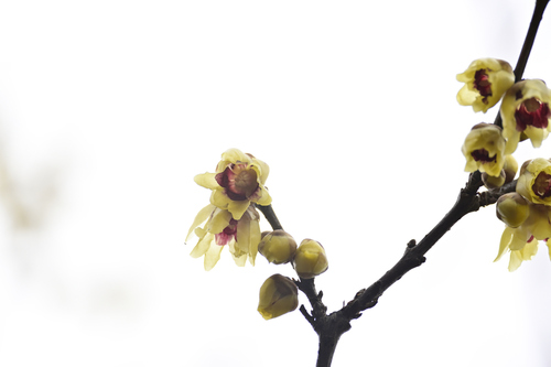 Foto de flor-de-inverno