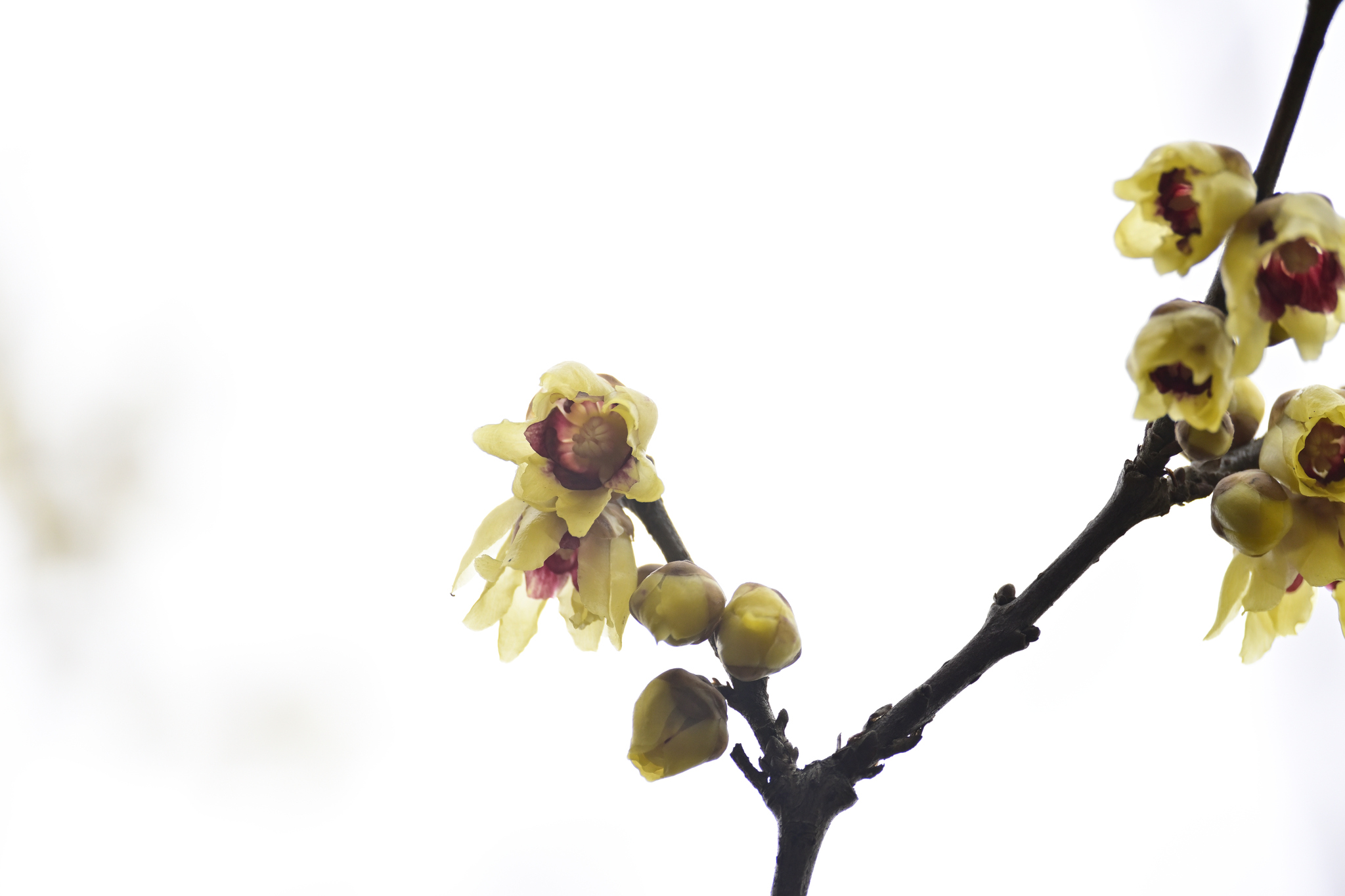 Imagem de flor-de-inverno