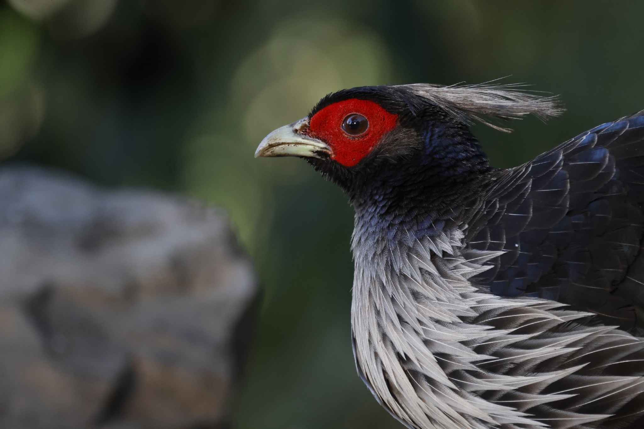 Kalij Pheasant (Lophura leucomelanos), photo 2