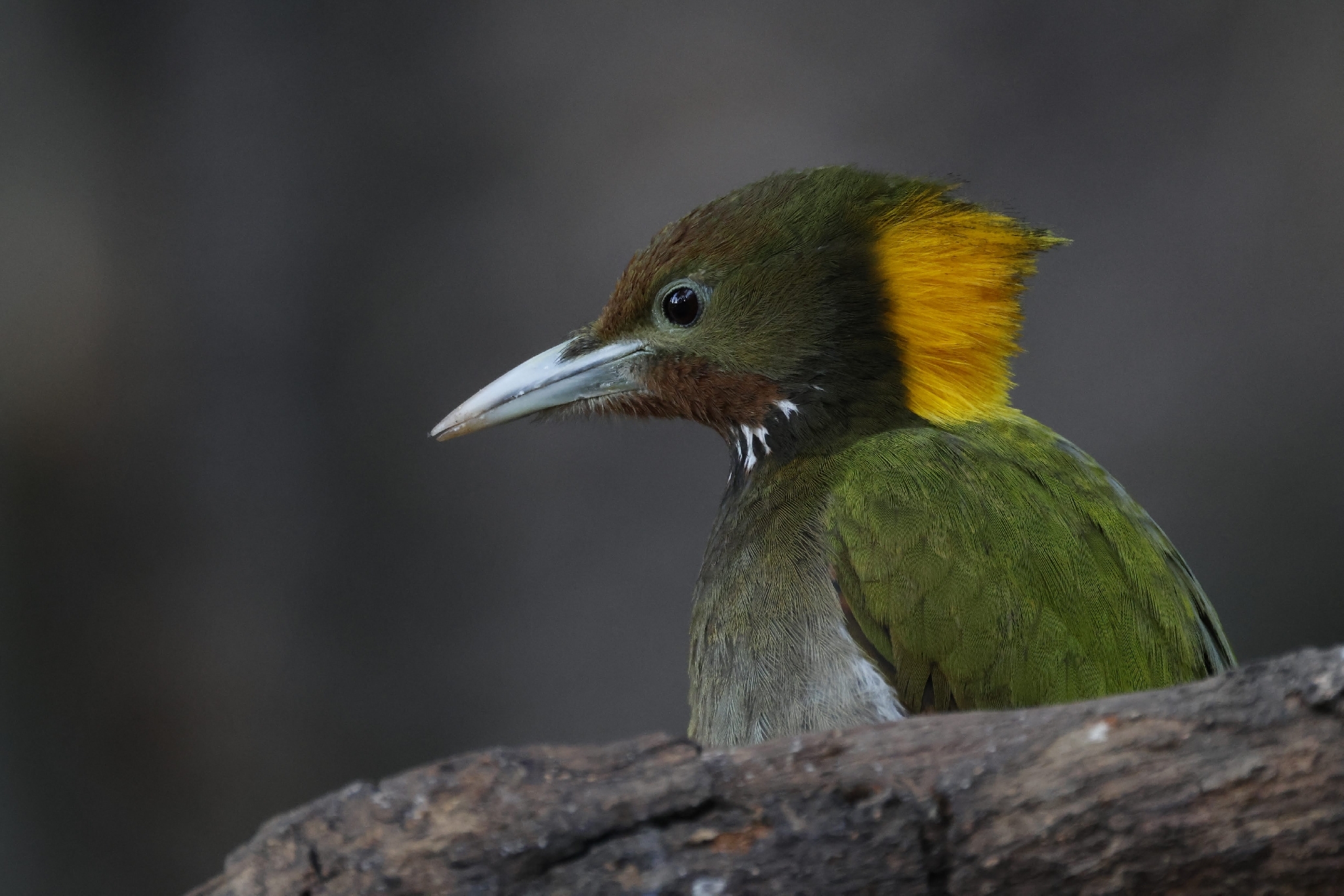 Greater Yellownape (Chrysophlegma flavinucha), photo 5