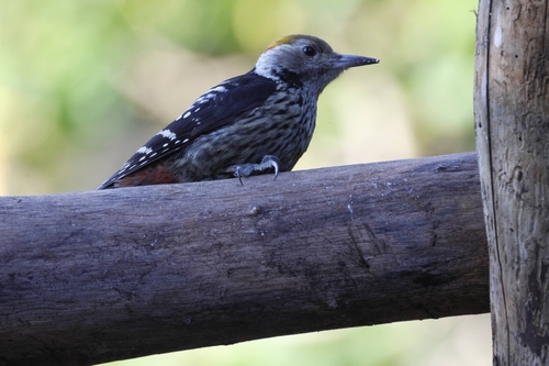 Brown-fronted Woodpecker (Dendrocoptes auriceps), photo 10