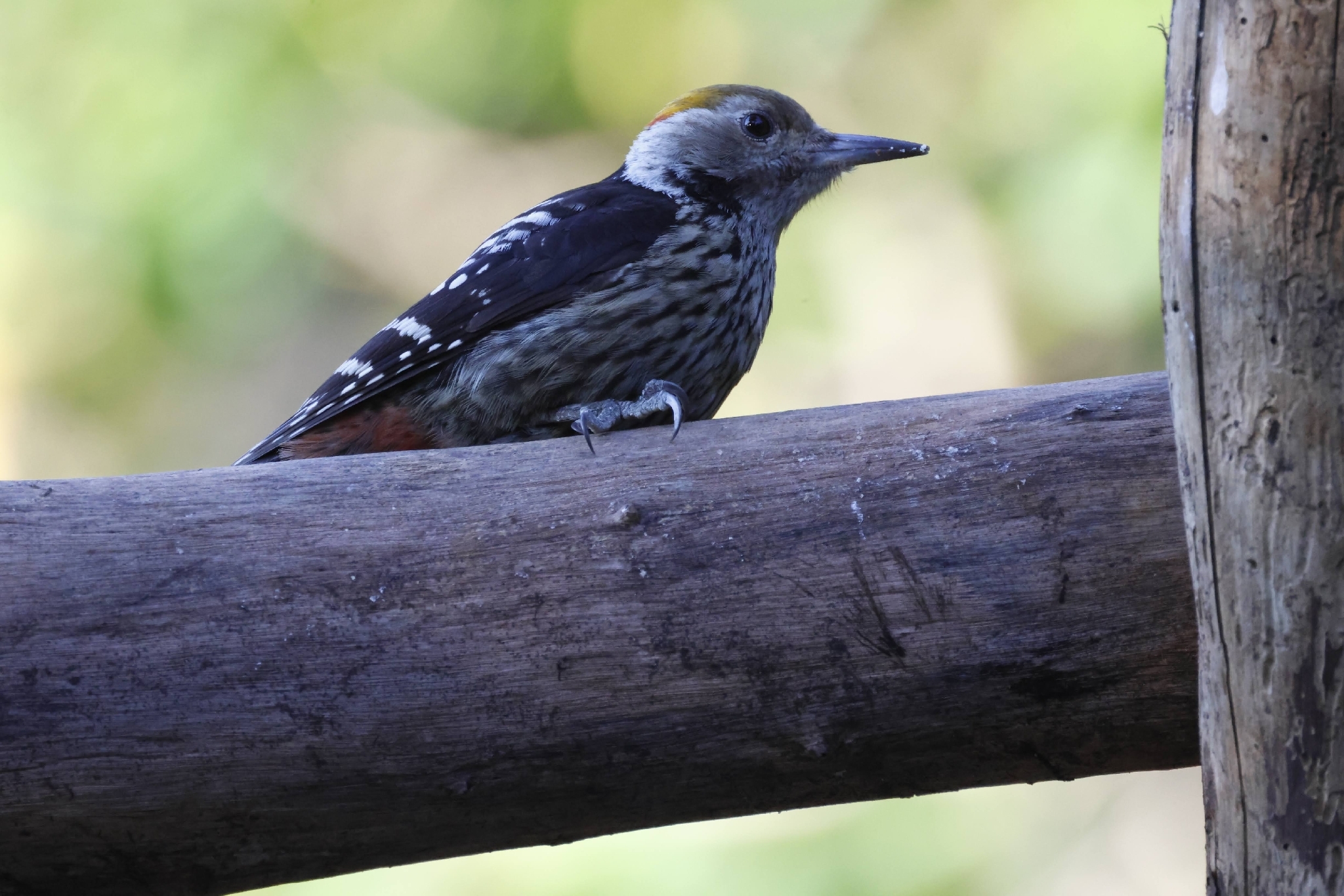 Brown-fronted Woodpecker (Dendrocoptes auriceps), photo 10