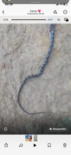 Paraiba Cat-eyed Snake
