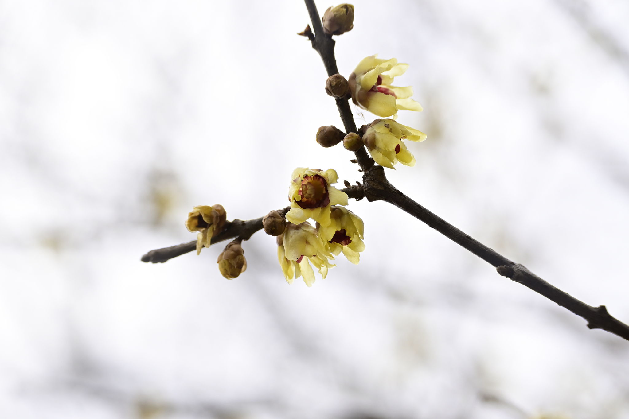 Imagem de flor-de-inverno