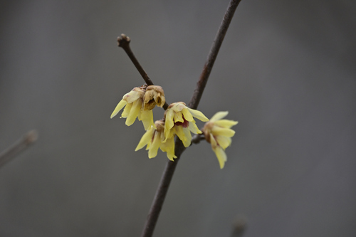 Foto de flor-de-inverno