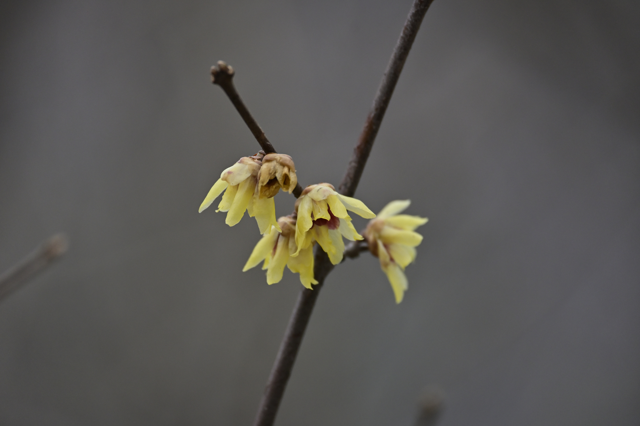 Imagem de flor-de-inverno
