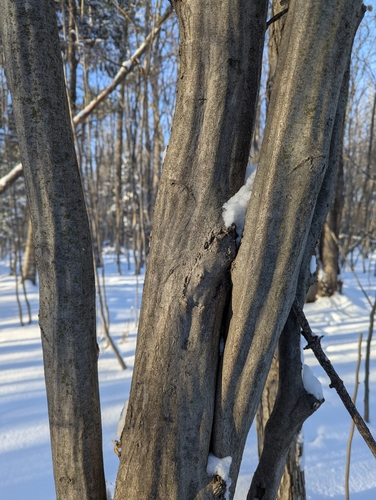 Foto de Carpinus caroliniana