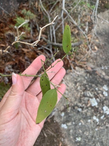 Smilax campestris (Smilax campestris)