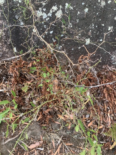 Foto de salsaparrilha