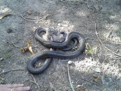 Philodryas chamissonis