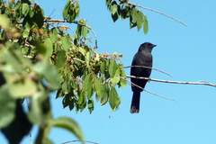 Melaenornis edolioides
