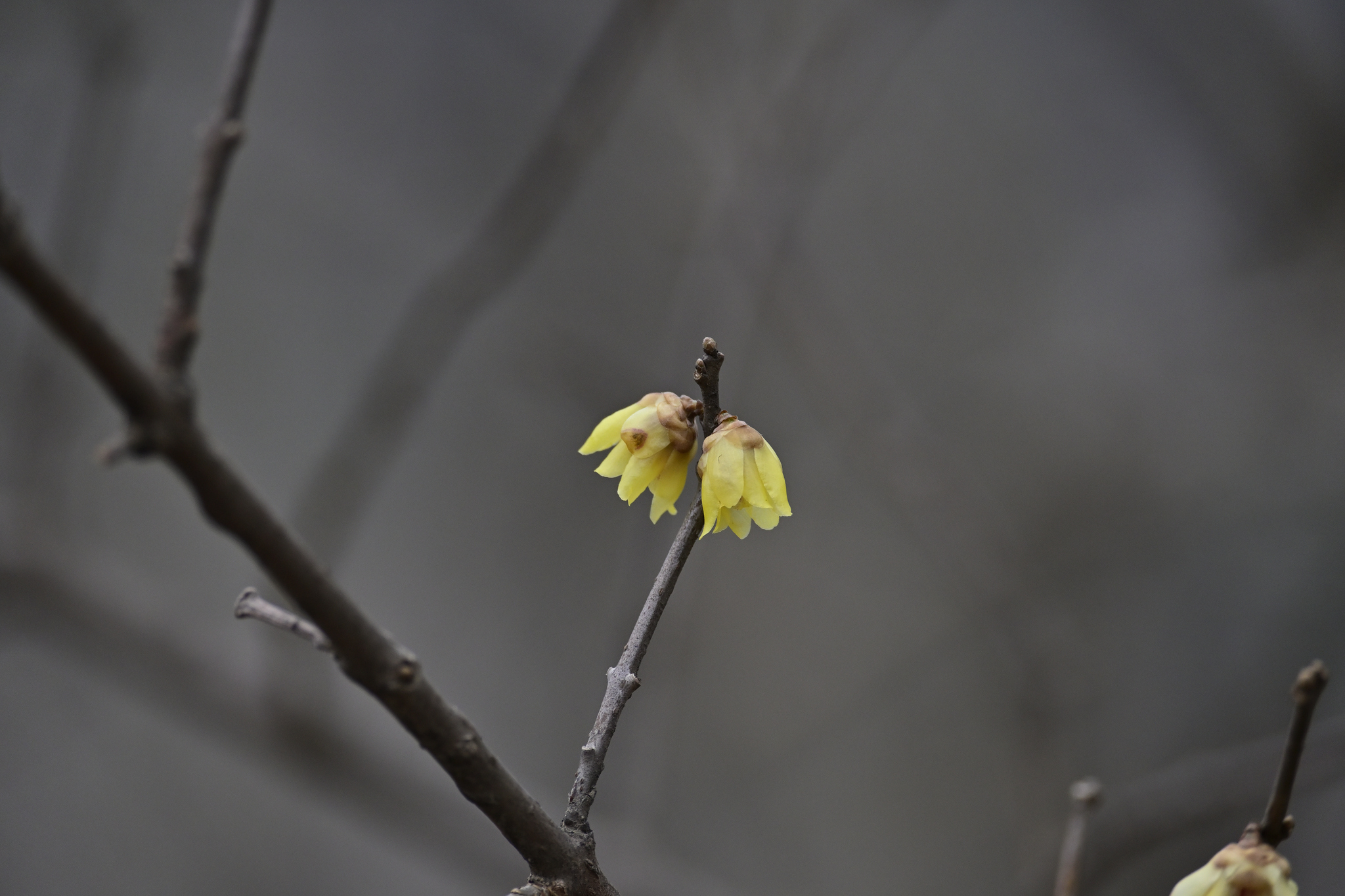 Imagem de flor-de-inverno
