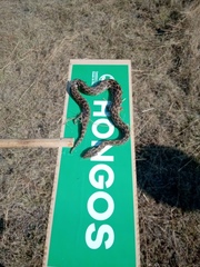 Crotalus polystictus