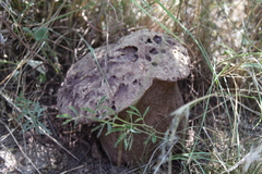 Calvatia