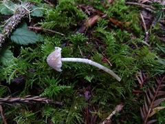 Psathyrella frustulenta