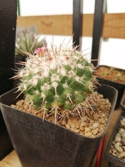 Mammillaria compressa