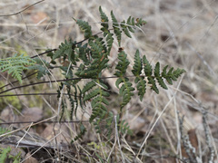 Pentagramma triangularis triangularis