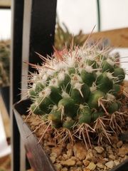 Mammillaria compressa