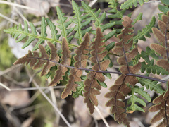 Pentagramma triangularis triangularis