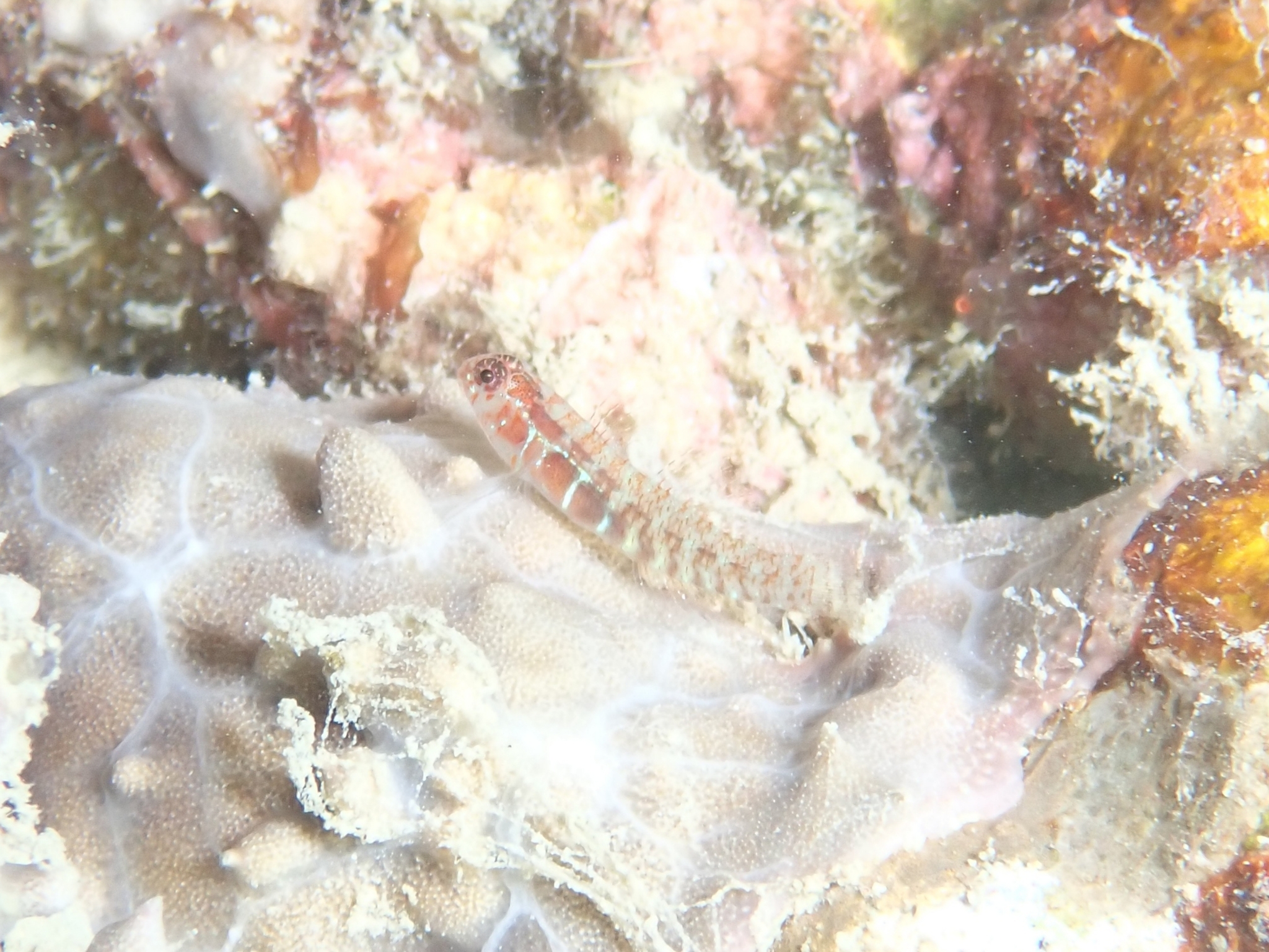 Polkadot Dwarfgoby photo 5